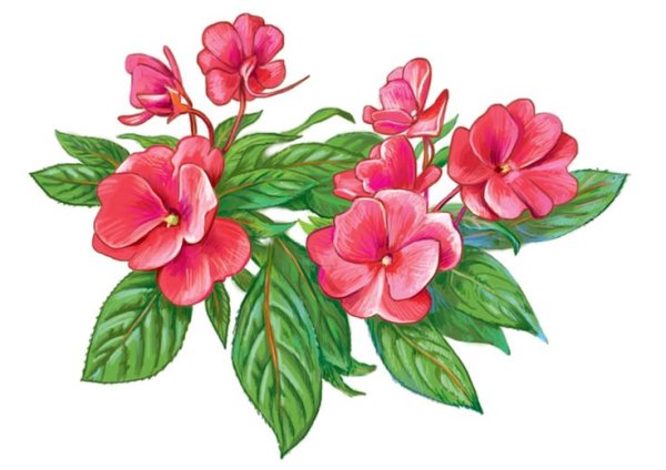 Растение бальзамин