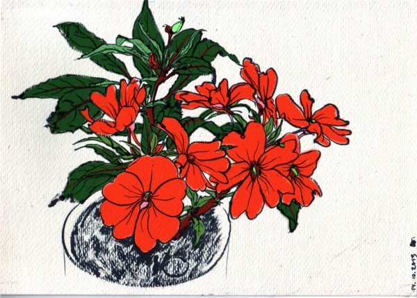 Кактус бальзамин кустарник