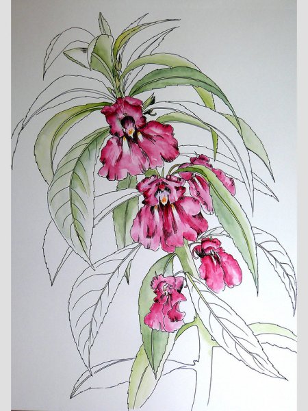 Бальзамин в живописи