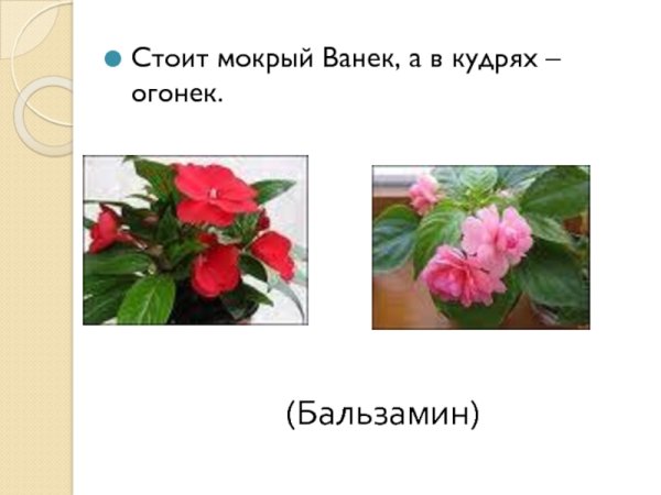 Комнатные растения:бегония, бальзамин («огонек»),