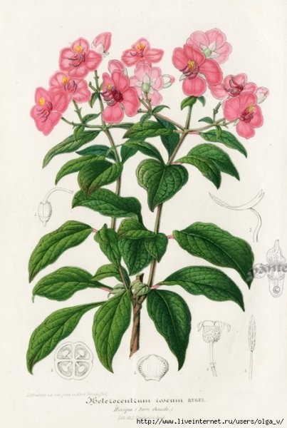 Бальзамин Ботаническая иллюстрация