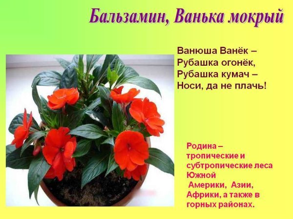 Бальзамин Родина