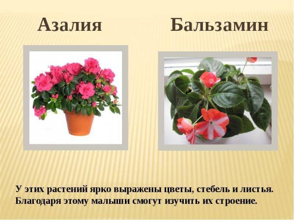 Бальзамин Азалия