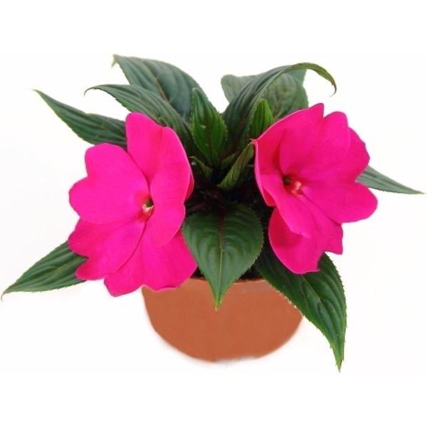 Бальзамин новогвинейский микс