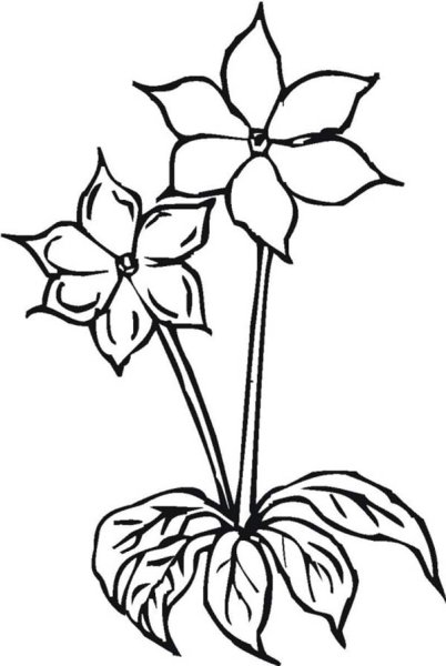 Комнатные растения бальзамин раскраска