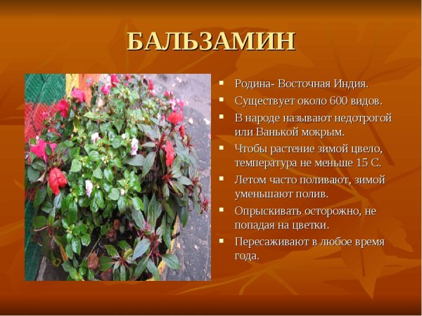 Бальзамин Родина