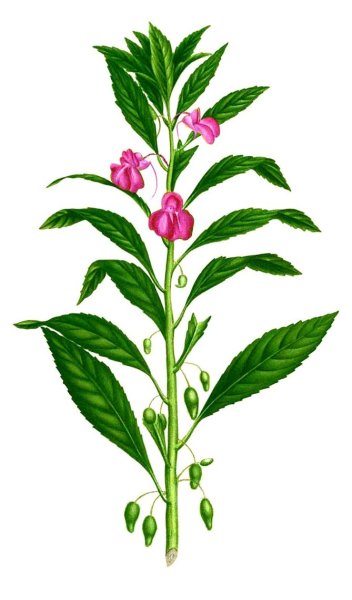 Impatiens balsamina