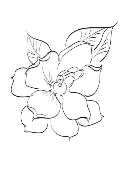 Раскраска цветок бальзамин