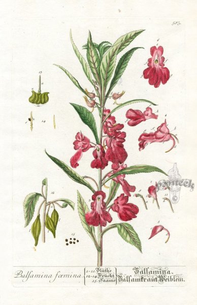 Impátiens glandulíferaботаничская иллюстрация