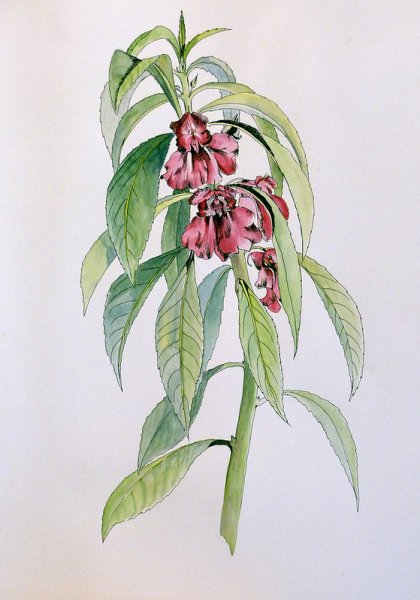 Impátiens glandulíferaботаничская иллюстрация