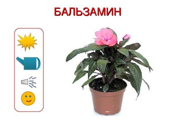 Паспорт комнатных растений бальзамин