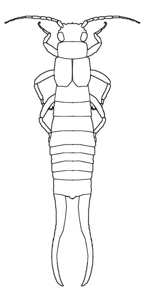 Уховертка раскраска