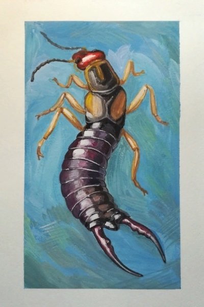 Уховертка рисунок