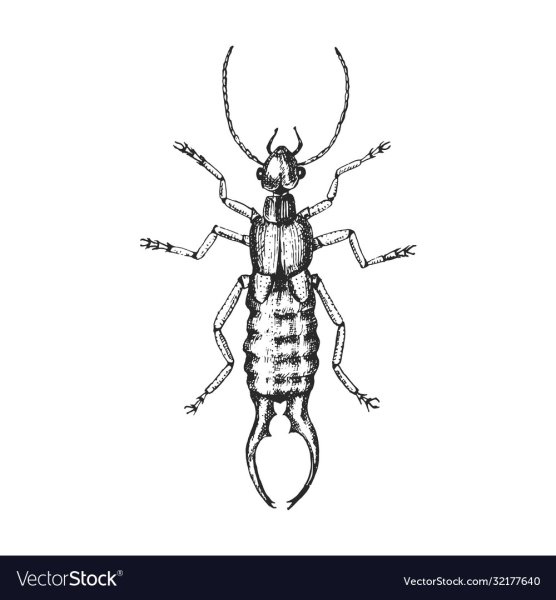 Уховертка рисунок