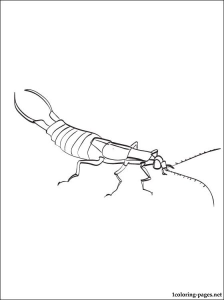 Уховёртка обыкновенная рисунок