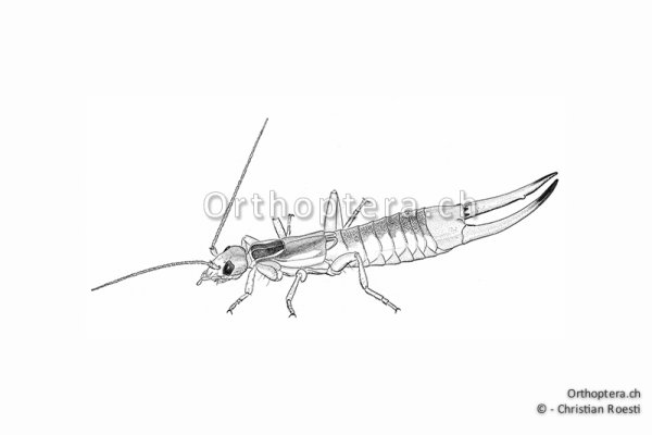 Уховертка рисунок