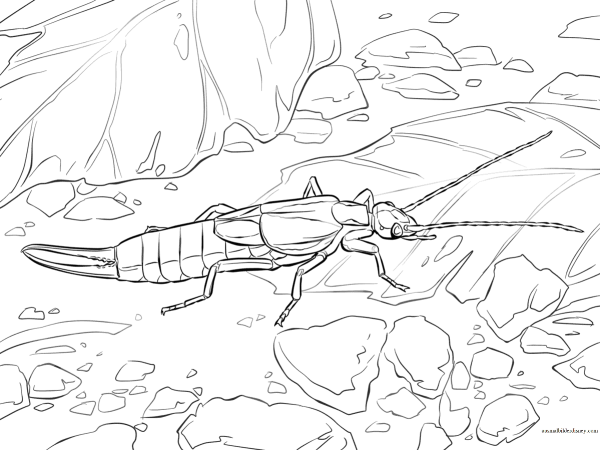 Раскраски для малышей уховертка