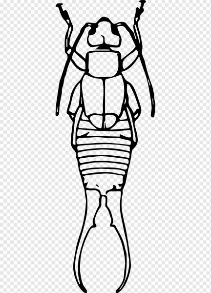 Уховертка рисунок