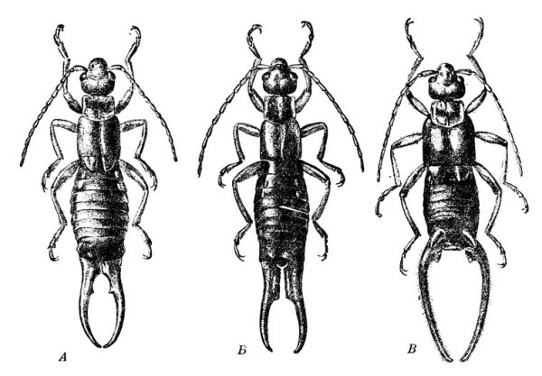 Отряд уховертки