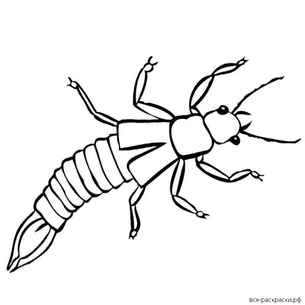 Двухвостка раскраска