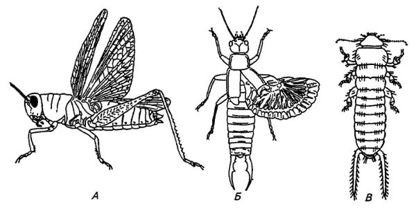 Уховертка тату