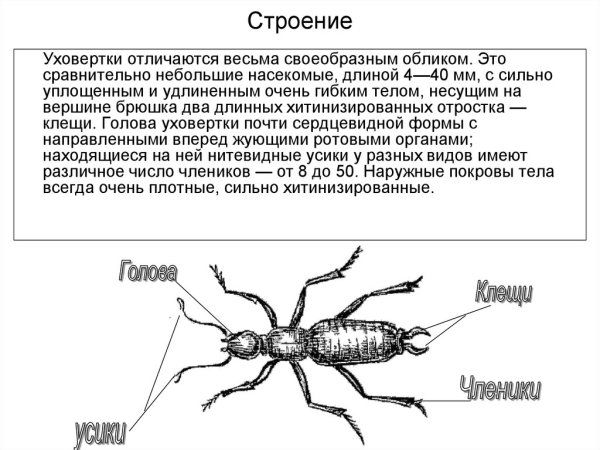 Личинка уховертки