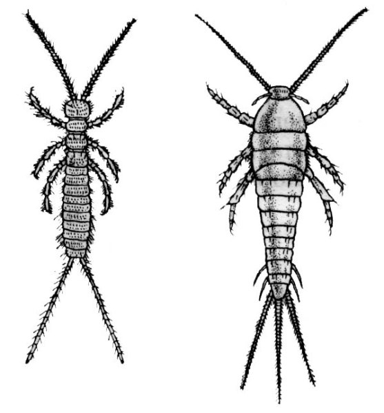 Уховертка Эудорниа