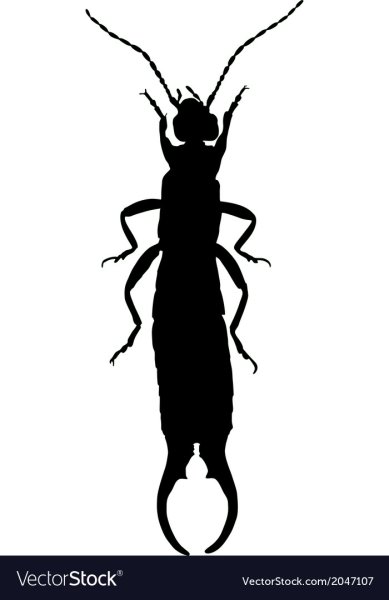 Уховёртка обыкновенная рисунок