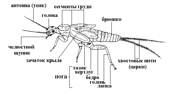 Насекомые стилизованные под одежду