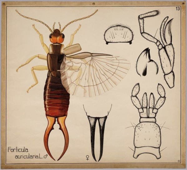 Уховертка рисунок