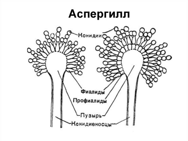 Строение грибов рода Aspergillus