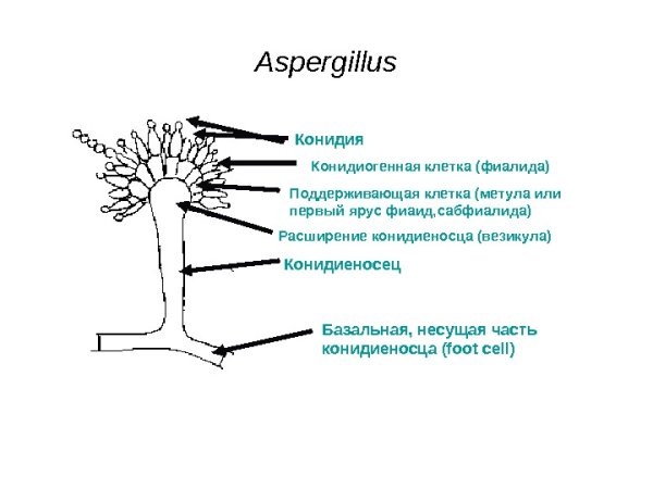 Конидиеносец Aspergillus
