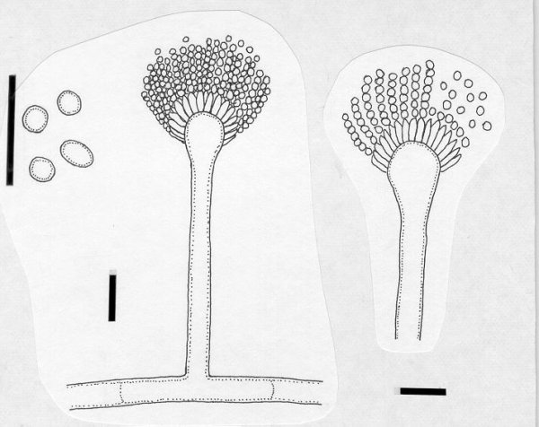 Строение грибов рода Aspergillus