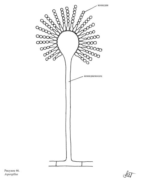 Конидиеносец Aspergillus