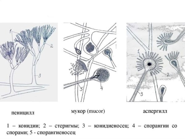Aspergillus конидии