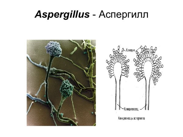 Спорангий аспергилла
