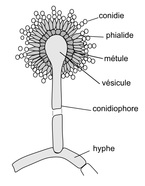 Анаморфа аспергилла