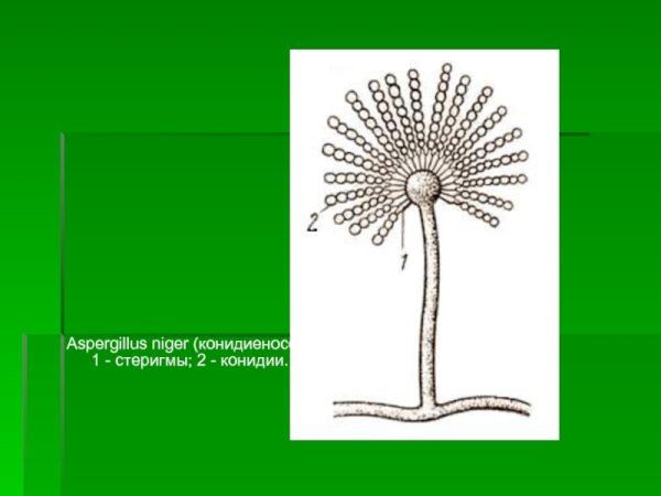 Конидии аспергилла