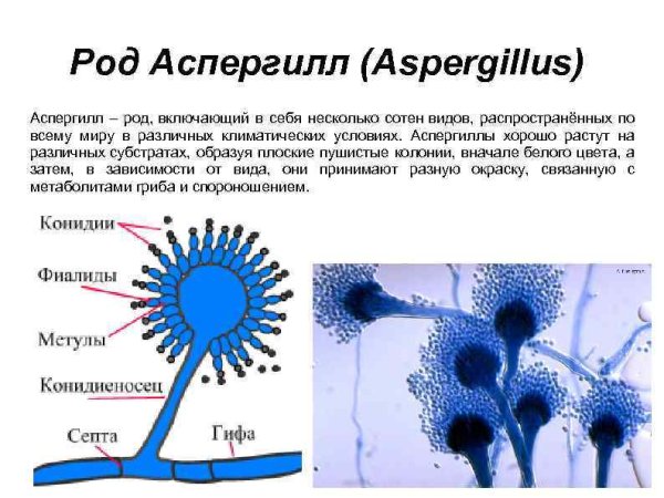 Грибы рода Aspergillus (леечная плесень)
