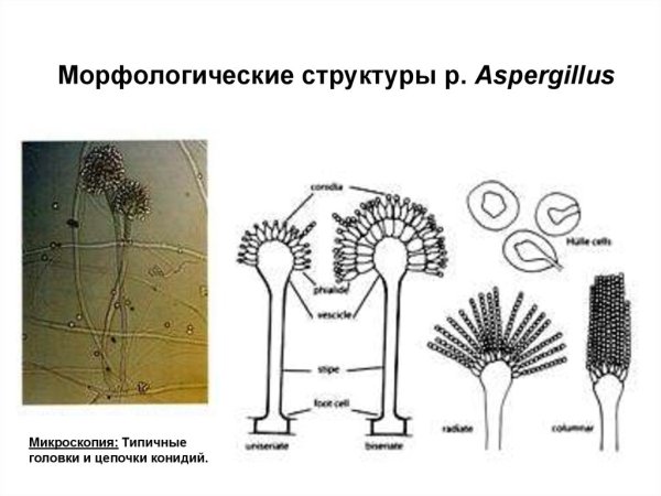 Спорангий аспергилла