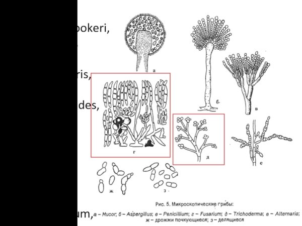 Конидии мукора