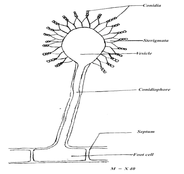 Аспергилл строение