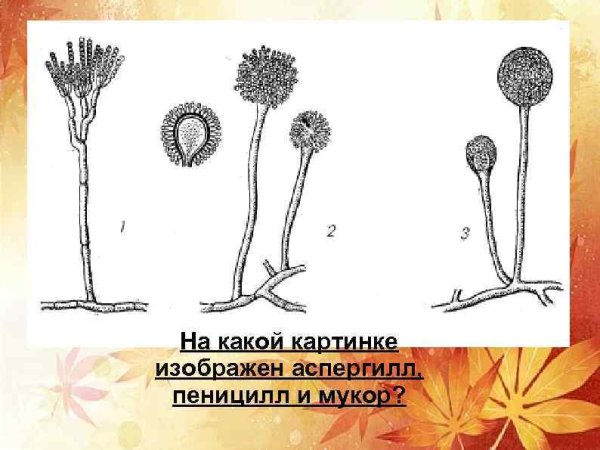 Конидиеносец Aspergillus