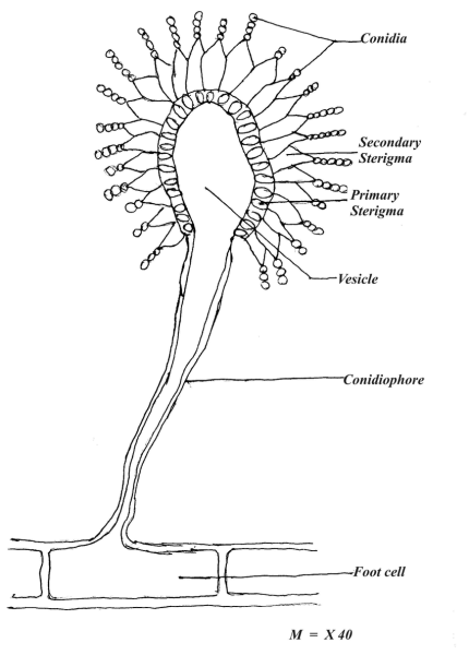 Спорангий аспергилла