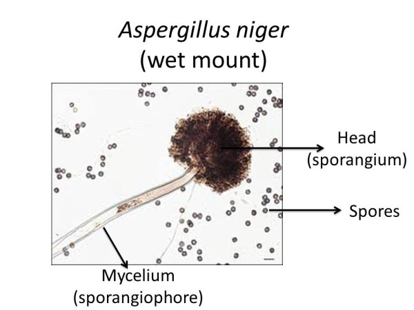 Пеницилл и аспергилл