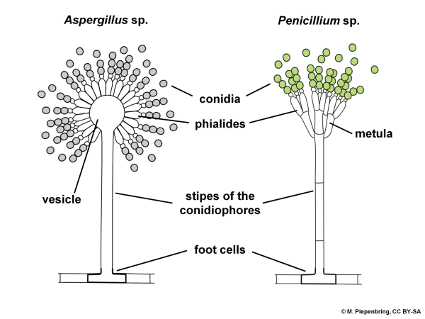 Aspergillus Niger строение