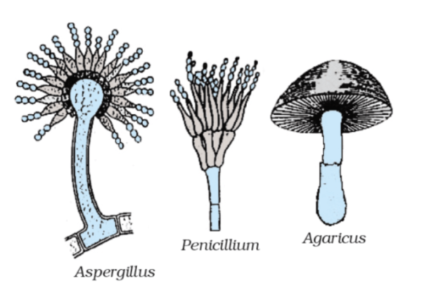 Аспергилл морфология