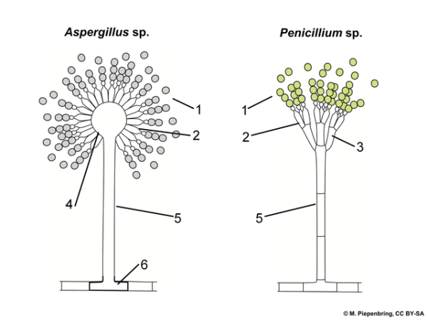 Конидии пеницилла