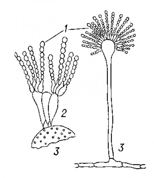 Конидии плесневых грибов