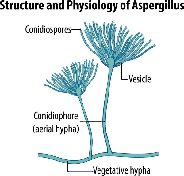 Конидии пеницилла